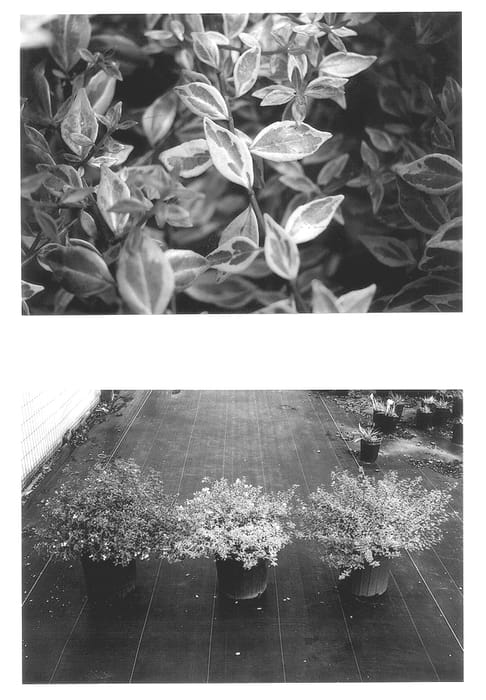 Figure 1 of US plant patent PP13285, the photograph of Goldenglossy printed in the patent.