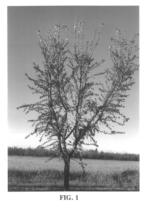 Figure 1 of US plant patent PP13286, the photograph of Winters printed in the patent.