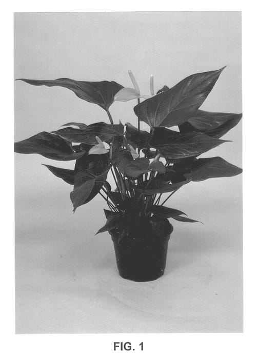 Figure 1 of US plant patent PP13287, the photograph of Favorita printed in the patent.