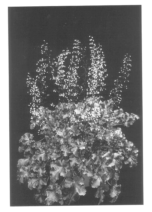Figure 1 of US plant patent PP13288, the photograph of Black Beauty printed in the patent.