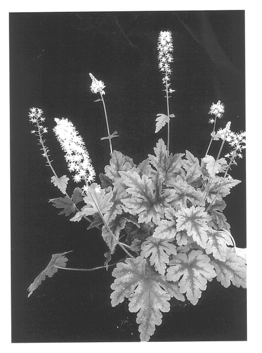 Figure 1 of US plant patent PP13289, the photograph of Neon Lights printed in the patent.