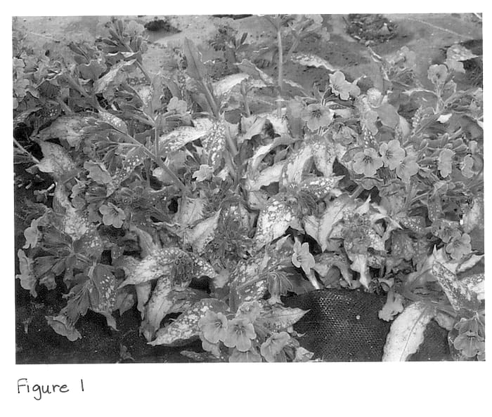 Figure 1 of US plant patent PP13290, the photograph of Silver Shimmers printed in the patent.