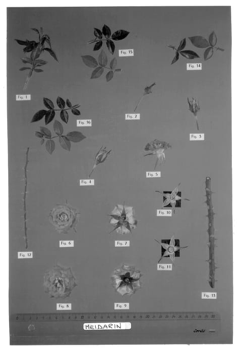 Figure 1 of US plant patent PP13291, the photograph of Meidarin printed in the patent.