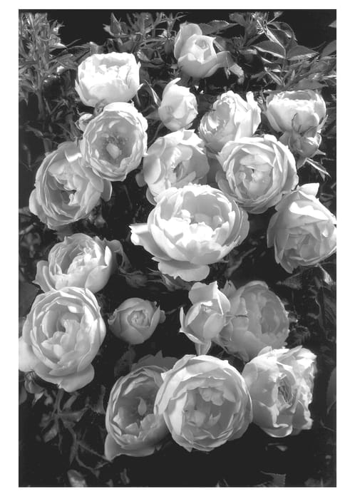 Figure 1 of US plant patent PP13292, the photograph of POULbambe printed in the patent.