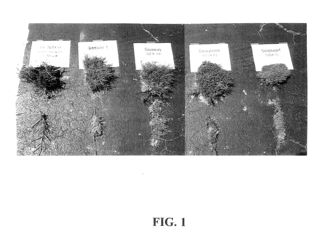 Figure 1 of US plant patent PP13294, the photograph of SDX-1 printed in the patent.
