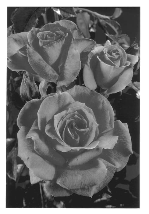 Figure 1 of US plant patent PP13295, the photograph of POULgrena printed in the patent.