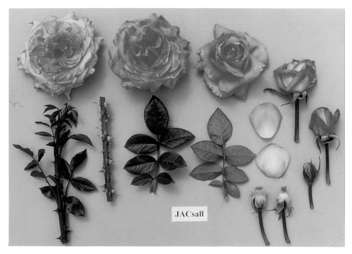 Figure 1 of US plant patent PP13296, the photograph of JACsall printed in the patent.