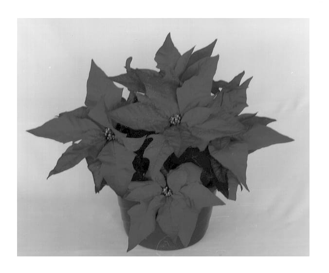 Figure 1 of US plant patent PP13297, the photograph of Eckalverta printed in the patent.