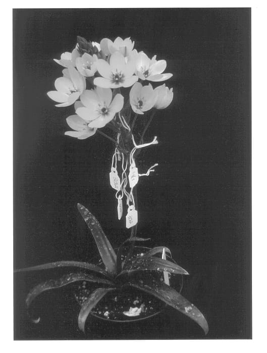 Figure 1 of US plant patent PP13298, the photograph of Chesapeake Sunburst printed in the patent.