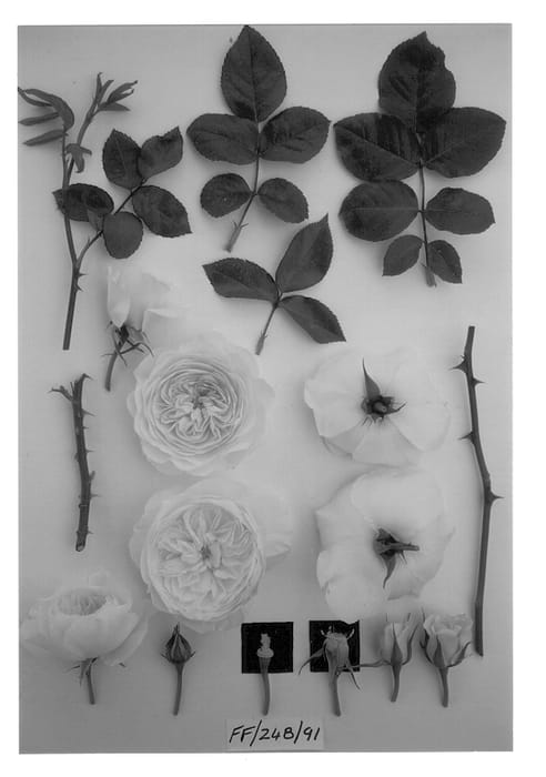 Figure 1 of US plant patent PP13299, the photograph of Ausrace printed in the patent.