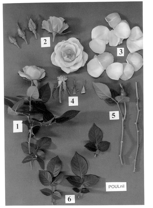 Figure 1 of US plant patent PP13301, the photograph of POULnil printed in the patent.