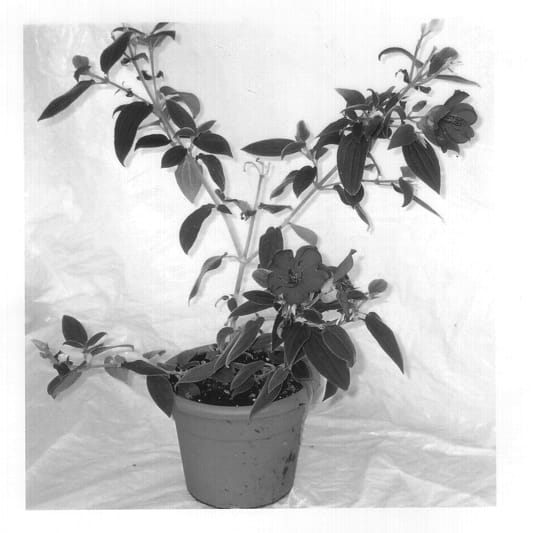 Figure 1 of US plant patent PP13302, the photograph of Grue-TiB 05 printed in the patent.