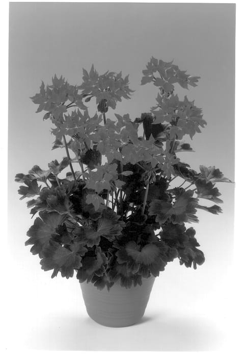 Figure 1 of US plant patent PP13303, the photograph of Fiwoscarl printed in the patent.