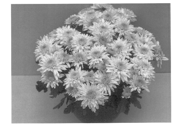 Figure 1 of US plant patent PP13304, the photograph of Onyx Time Cream printed in the patent.