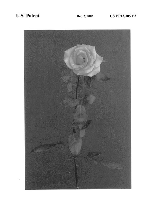 Figure 3 of US plant patent PP13305, the photograph of Yopidar printed in the patent.