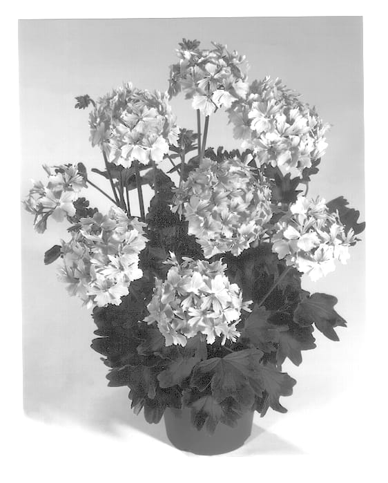 Figure 1 of US plant patent PP13306, the photograph of Kleflasal printed in the patent.