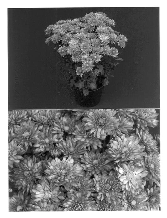 Figure 1 of US plant patent PP13307, the photograph of Zesty Yomegan printed in the patent.