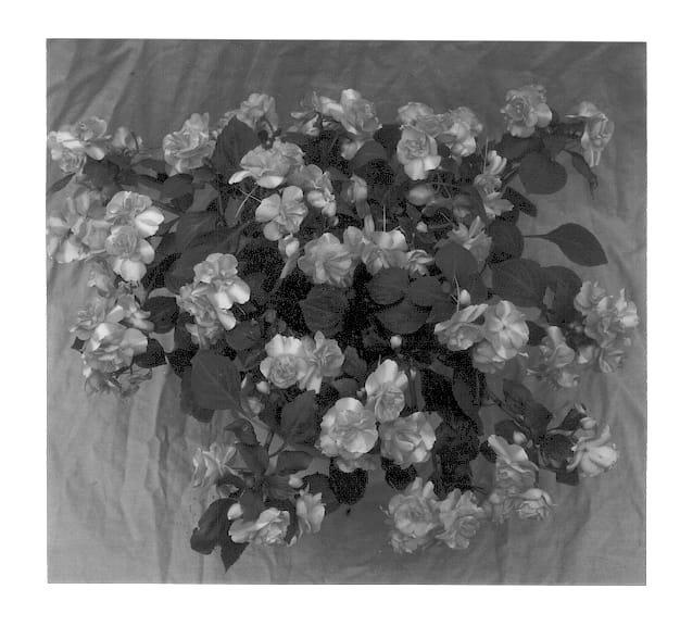 Figure 1 of US plant patent PP13308, the photograph of Cameo Pink Surprise printed in the patent.