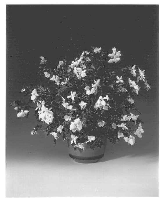 Figure 1 of US plant patent PP13310, the photograph of Begotis printed in the patent.
