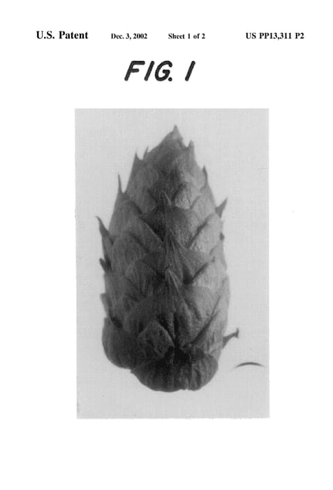 Figure 5 of US plant patent PP13311, the photograph of Millennium-Late printed in the patent.