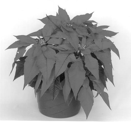 Figure 1 of US plant patent PP13312, the photograph of Eckaladdin printed in the patent.