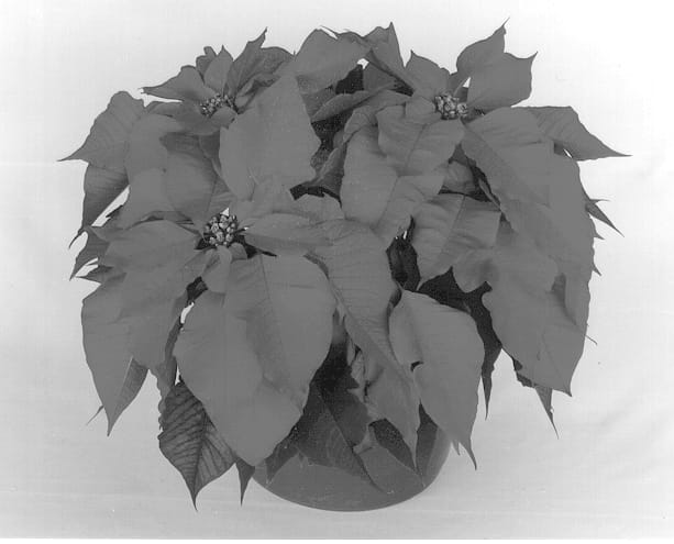 Figure 1 of US plant patent PP13313, the photograph of Eckahearn printed in the patent.