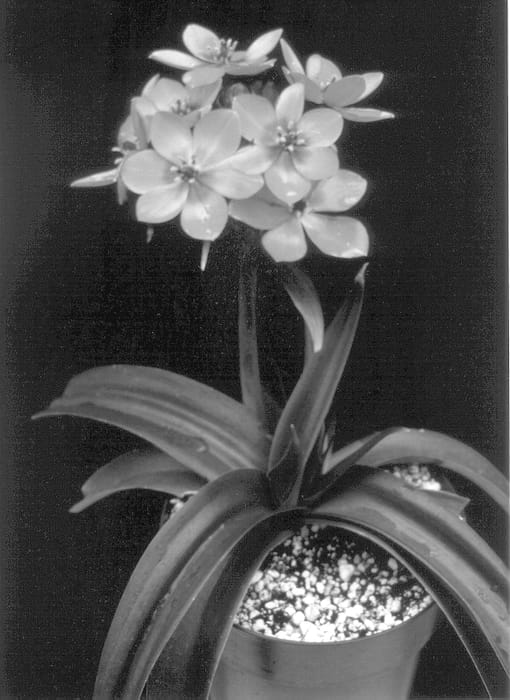 Figure 1 of US plant patent PP13314, the photograph of Chesapeake Blaze printed in the patent.