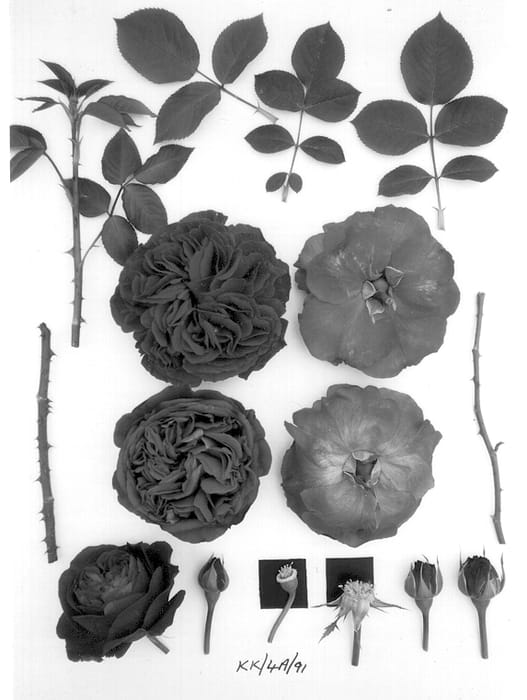 Figure 1 of US plant patent PP13315, the photograph of AUSverse printed in the patent.
