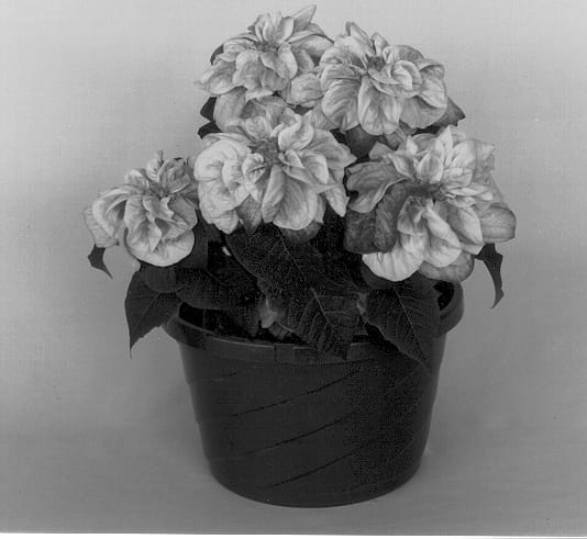 Figure 1 of US plant patent PP13316, the photograph of Eckalbeno printed in the patent.