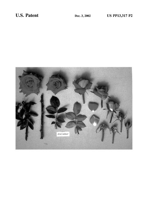 Figure 3 of US plant patent PP13317, the photograph of JACinber printed in the patent.
