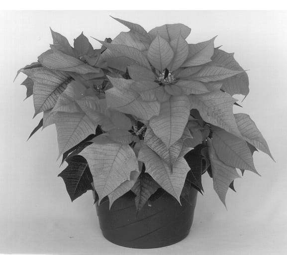 Figure 1 of US plant patent PP13318, the photograph of Eckalaric printed in the patent.