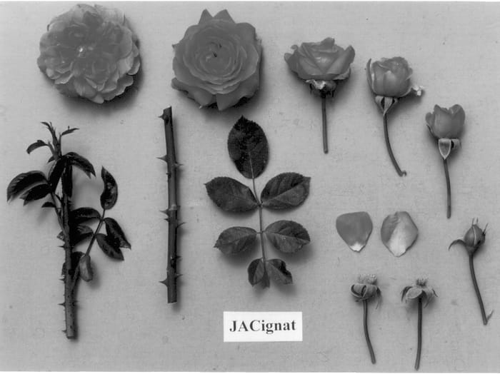Figure 1 of US plant patent PP13319, the photograph of JACignat printed in the patent.