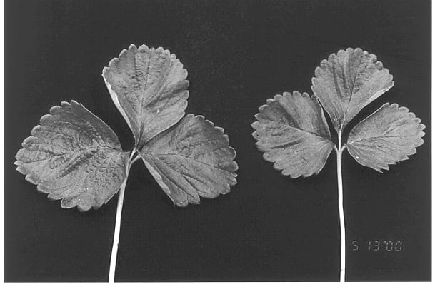 Figure 1 of US plant patent PP13320, the photograph of BG-633 printed in the patent.