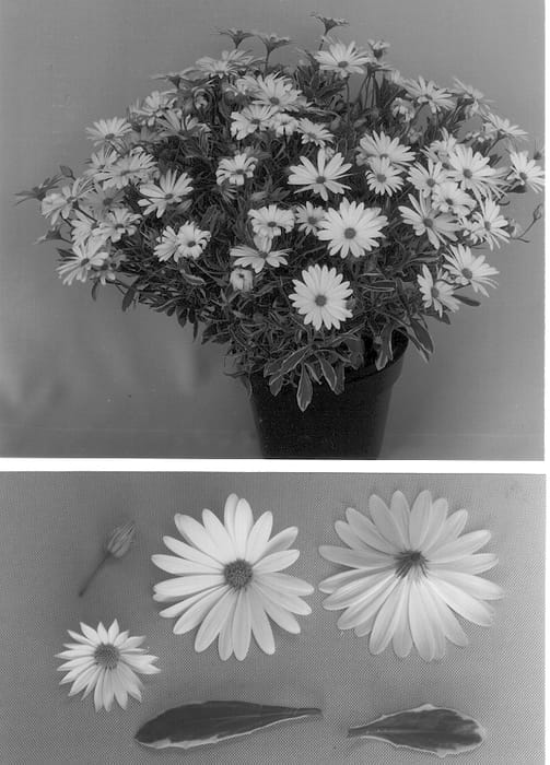 Figure 1 of US plant patent PP13321, the photograph of Akvarza printed in the patent.