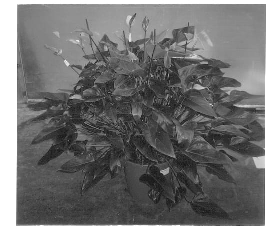 Figure 1 of US plant patent PP13323, the photograph of Anouk printed in the patent.