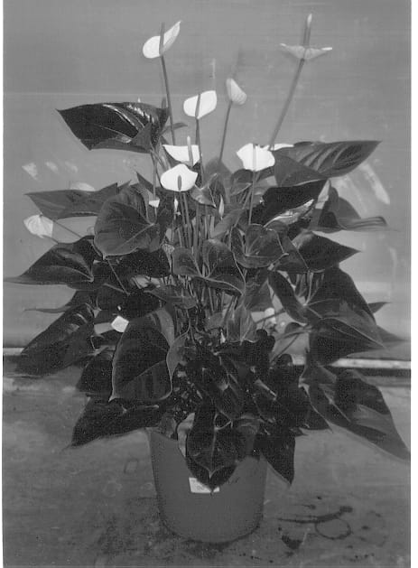 Figure 1 of US plant patent PP13324, the photograph of Snowy printed in the patent.