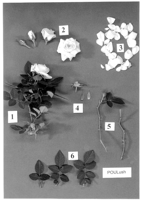 Figure 1 of US plant patent PP13325, the photograph of POULush printed in the patent.