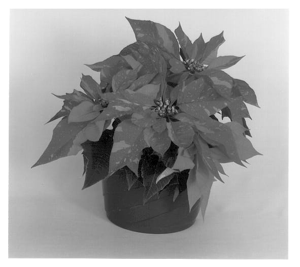 Figure 1 of US plant patent PP13326, the photograph of Eckaykin printed in the patent.