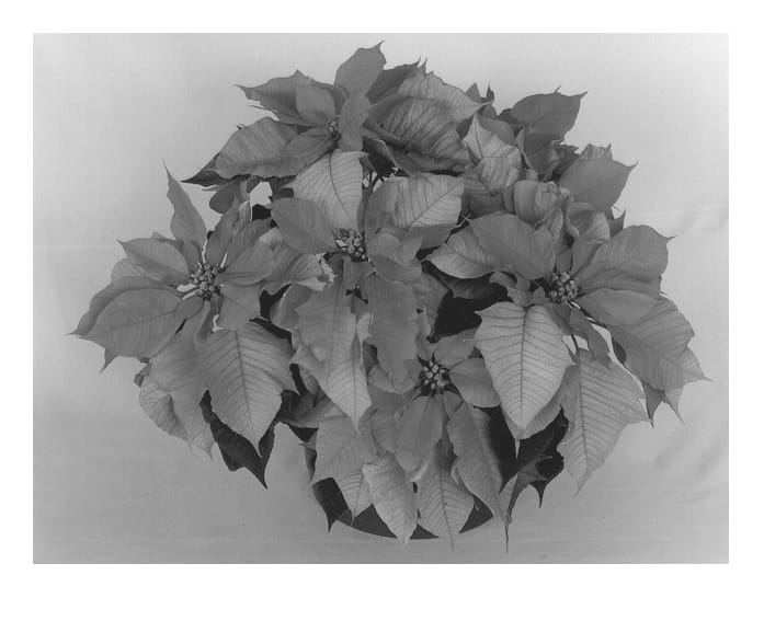 Figure 1 of US plant patent PP13327, the photograph of Eckaleka printed in the patent.