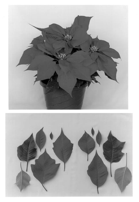 Figure 1 of US plant patent PP13328, the photograph of Eckalysa printed in the patent.