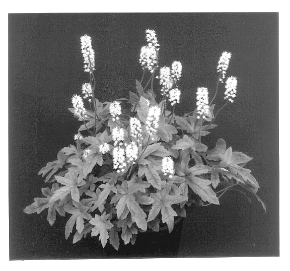 Figure 1 of US plant patent PP13329, the photograph of Pink Brushes printed in the patent.
