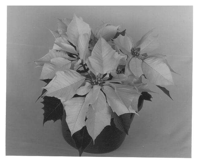 Figure 1 of US plant patent PP13330, the photograph of Ecksnow printed in the patent.