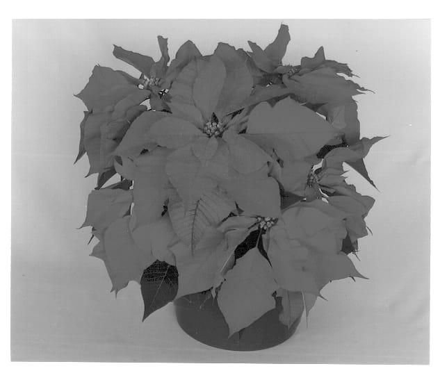 Figure 1 of US plant patent PP13331, the photograph of Eckaleeza printed in the patent.