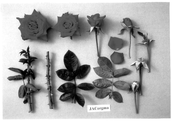 Figure 1 of US plant patent PP13332, the photograph of JACergma printed in the patent.