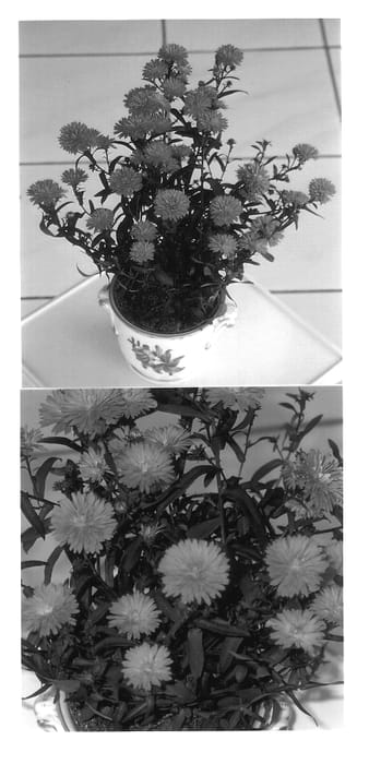 Figure 1 of US plant patent PP13333, the photograph of Victoria Celeste printed in the patent.