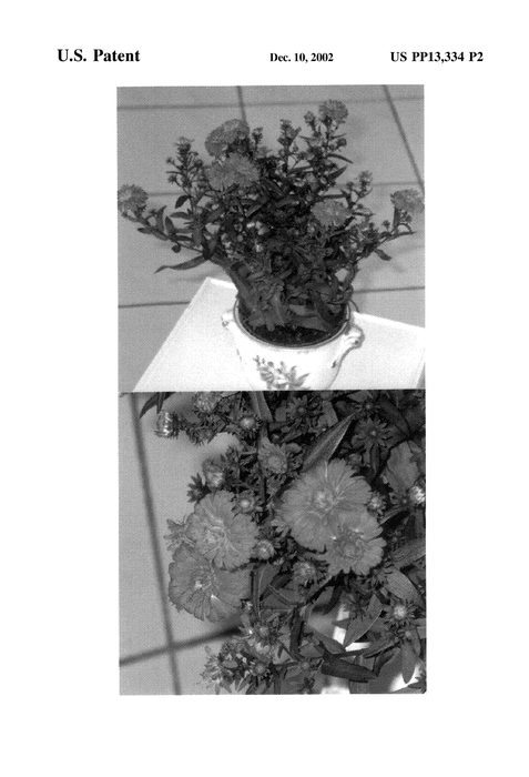 Figure 3 of US plant patent PP13334, the photograph of Victoria Elisabeth printed in the patent.