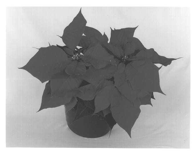 Figure 1 of US plant patent PP13335, the photograph of Eckalveen printed in the patent.