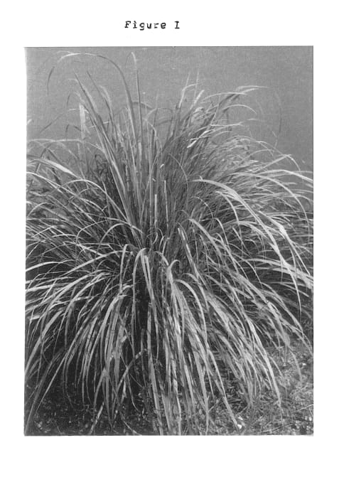 Figure 1 of US plant patent PP13336, the photograph of Chirharit printed in the patent.