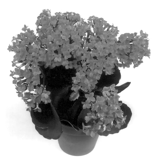 Figure 1 of US plant patent PP13337, the photograph of Oriba printed in the patent.