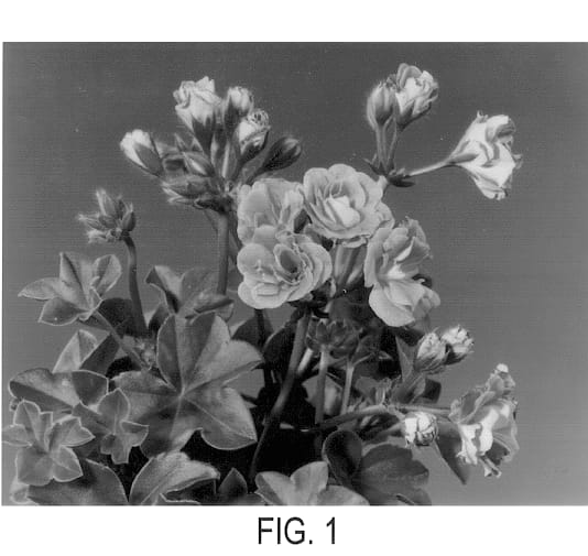 Figure 1 of US plant patent PP13338, the photograph of Fisbilly printed in the patent.